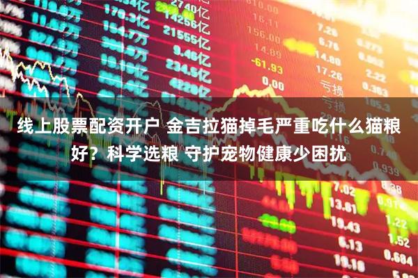 线上股票配资开户 金吉拉猫掉毛严重吃什么猫粮好？科学选粮 守护宠物健康少困扰